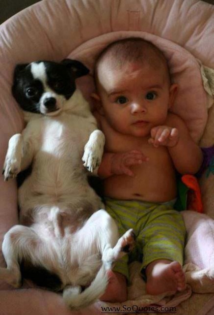 Babies and Pets 01