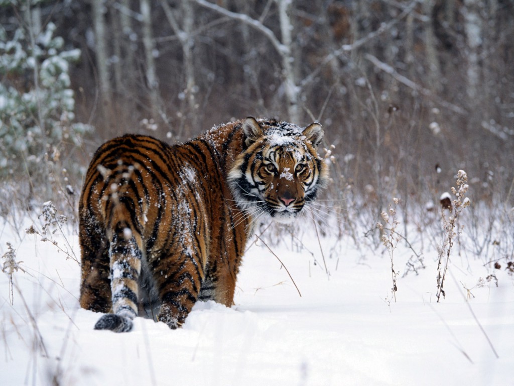 Featured image of post Wallpaper Hd 1080P Siberian Tiger